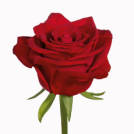 Angelina! rose plant